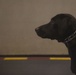 Black Dog: Cpl. Ronnie Ramcharan trains with working dog Allie