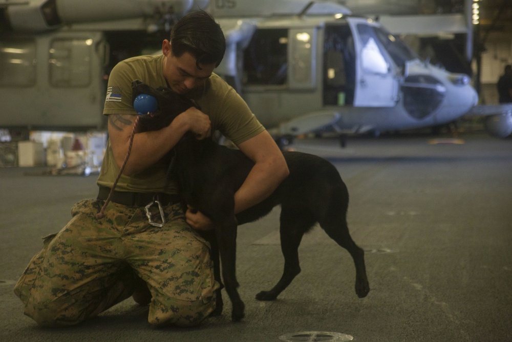 Black Dog: Cpl. Ronnie Ramcharan trains with working dog Allie