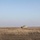 A Co, 1-5CAV conducts CALFEX
