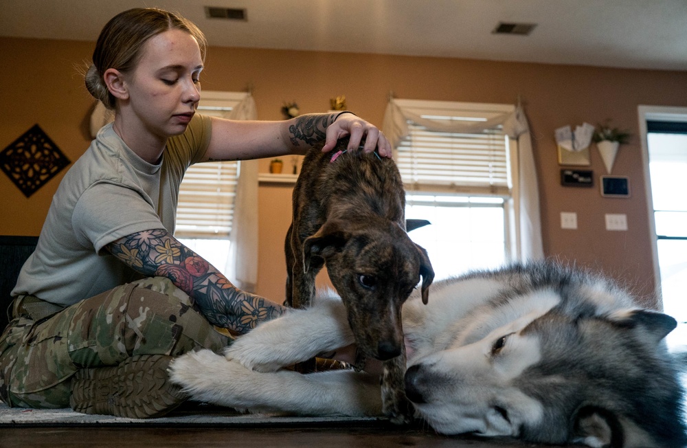 Dogs Equal Family