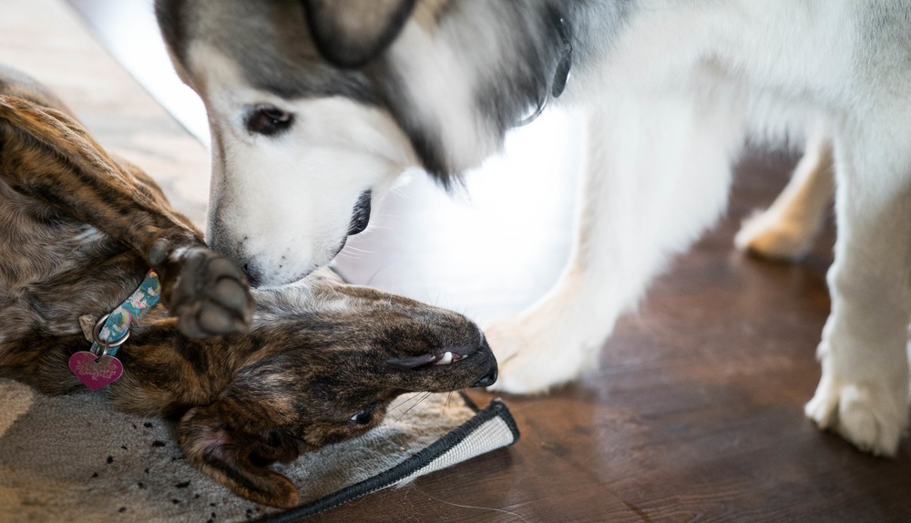 Dogs Equal Family
