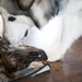 Dogs Equal Family
