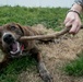 Dogs Equal Family
