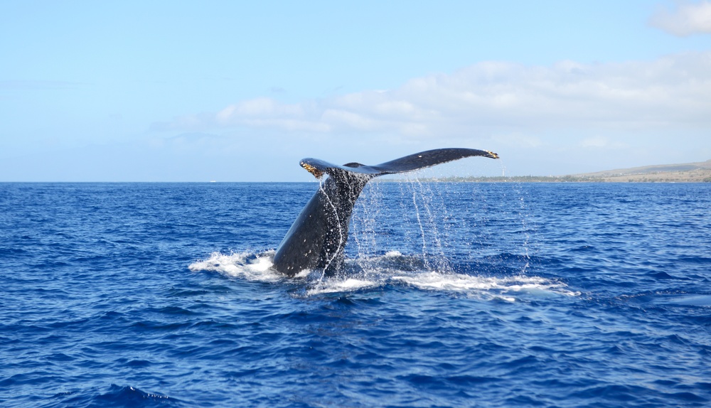 U.S. Coast Guard participates in Operation Kohola Guardian