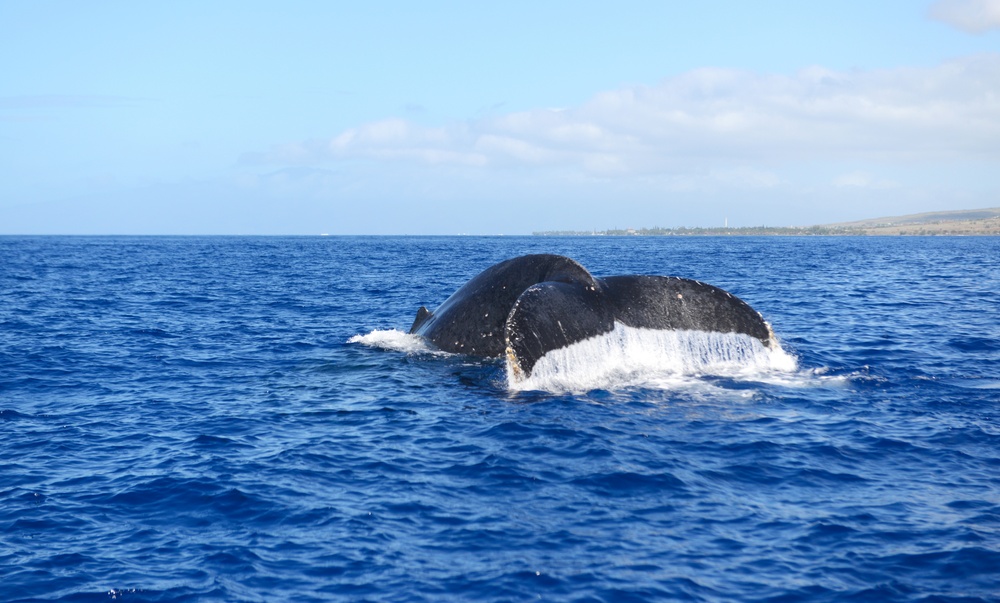 U.S. Coast Guard participates in Operation Kohola Guardian