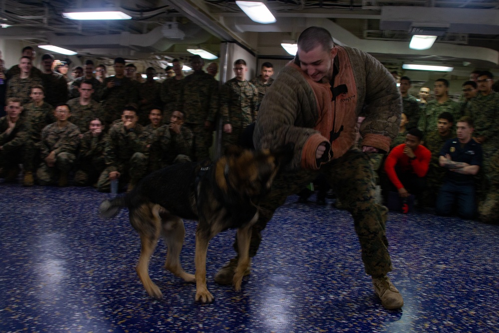 Sick’em! Military working dog handler demonstrates capabilities during Corporals Course