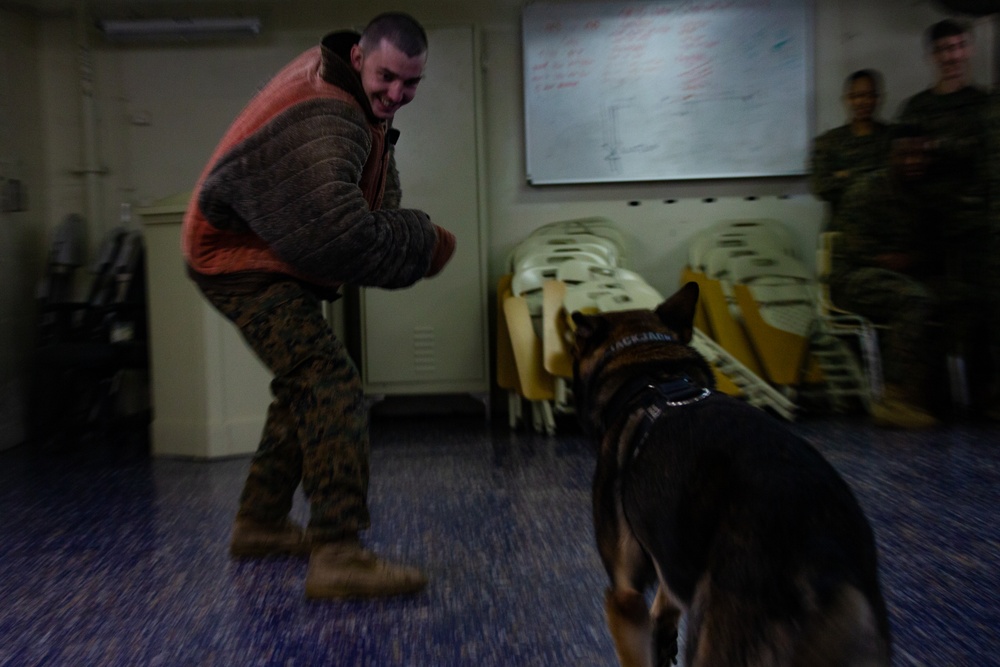 Sick’em! Military working dog handler demonstrates capabilities during Corporals Course