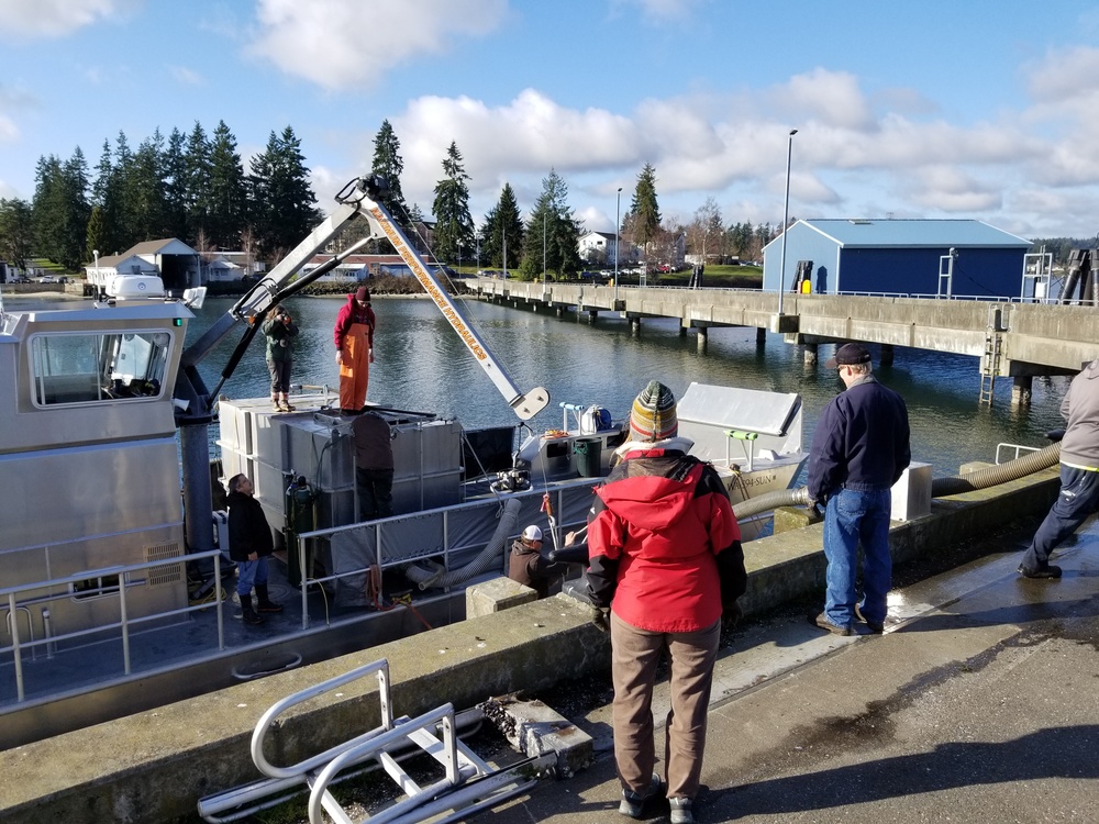 Coho Salmon Transfer