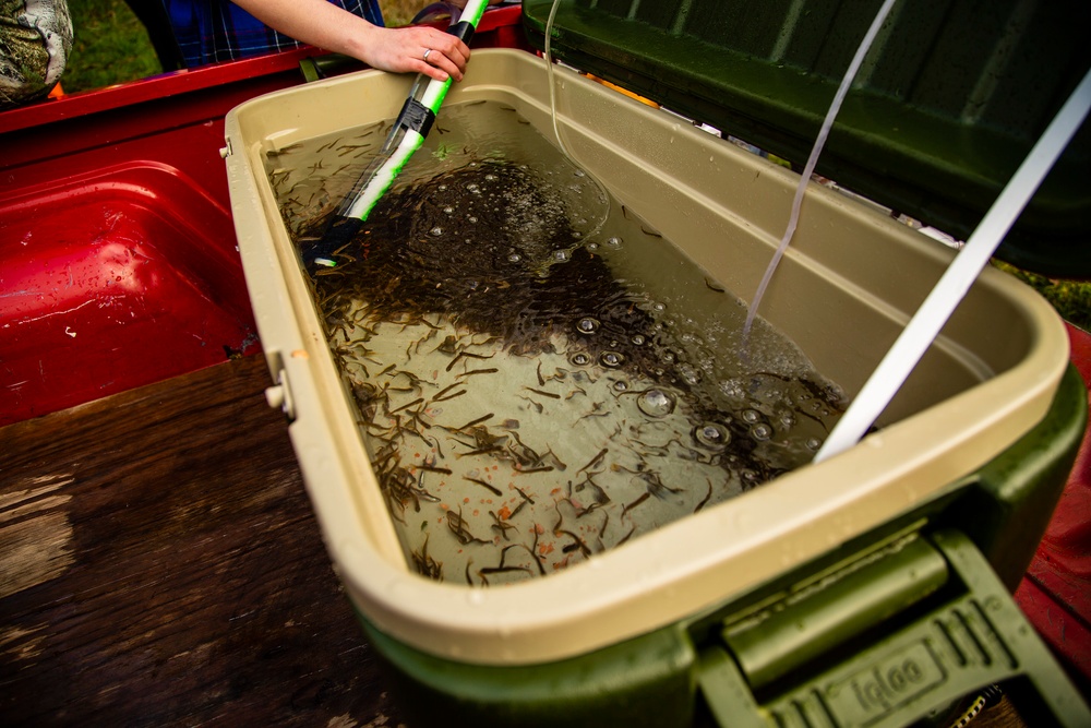 Local fish club releases salmon into Beaver Creek on Naval Base Kitsap-Manchester