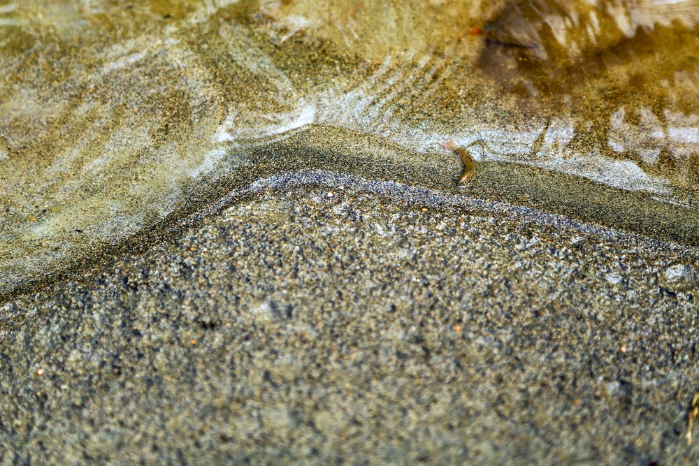 Local fish club releases salmon into Beaver Creek on Naval Base Kitsap-Manchester