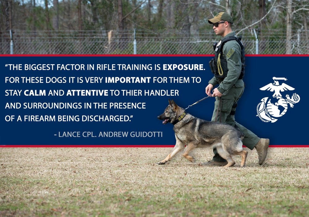 Military Working Dogs: Rifle Training