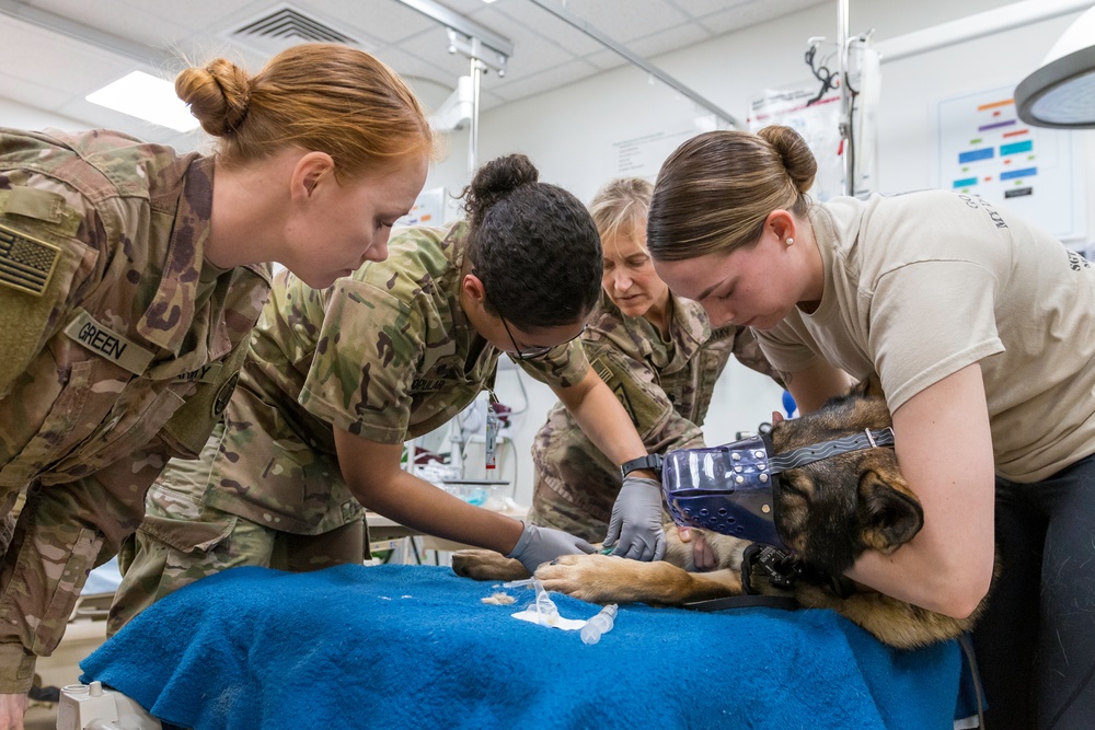 It takes team work to care for Military Working Dogs