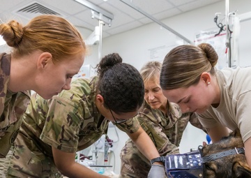 It takes team work to care for Military Working Dogs