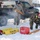 Multiple agencies participate in search and extraction during exercise Arctic Eagle 2020 Multiple agencies participate in search and extraction during exercise Arctic Eagle 2020