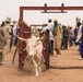 Civil Affairs Treat Cattle in Mauritania