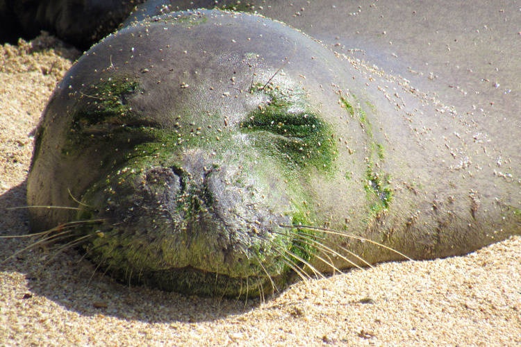 Imagery Available: Monk seal safely transferred from Oahu to seal rehabilitation facility on Hawaii Island