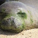 Imagery Available: Monk seal safely transferred from Oahu to seal rehabilitation facility on Hawaii Island