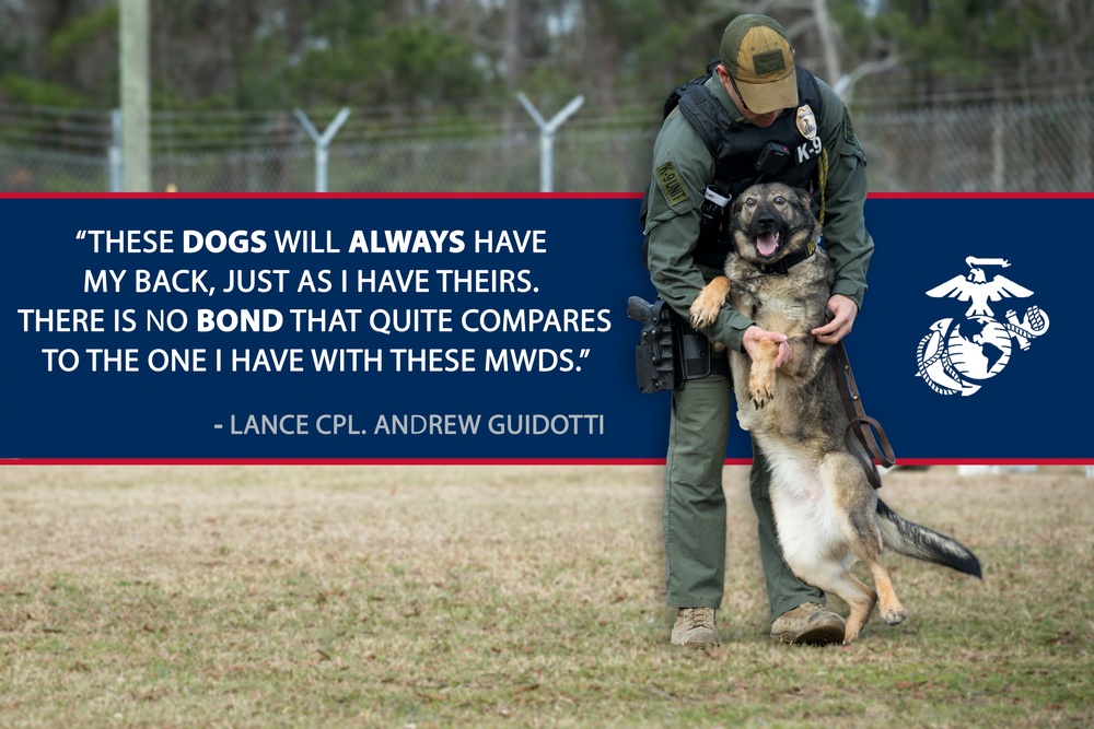 Marine Working Dogs: The Ultimate Co-Workers