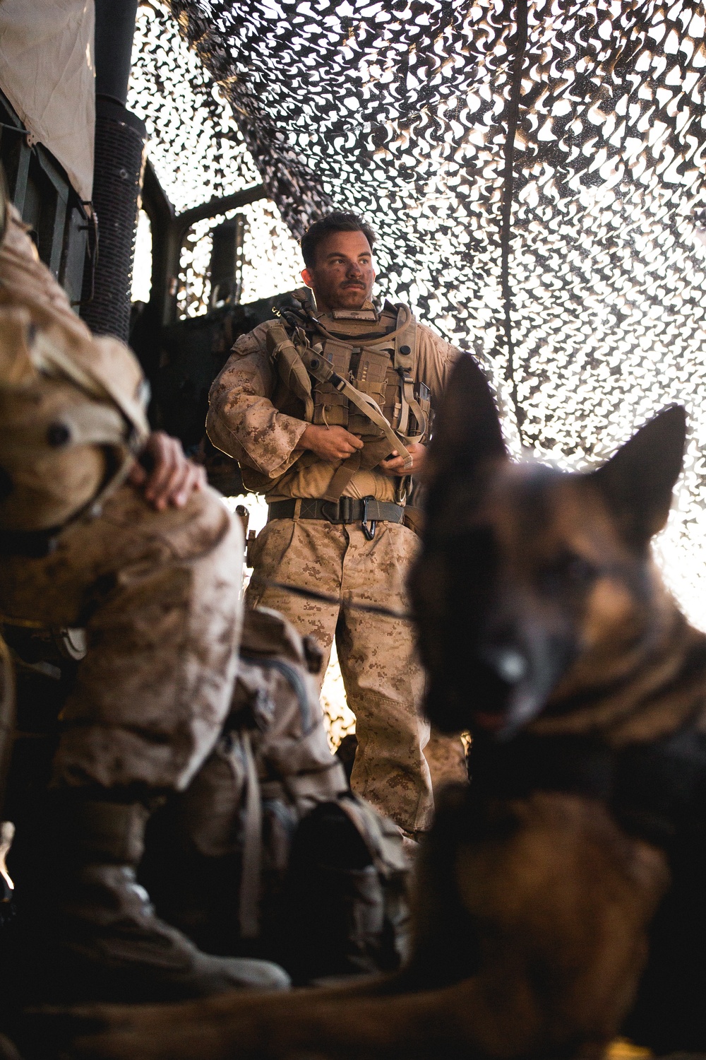 Marine Working Dogs With 1st Law Enforcement Battalion Participate in MWX