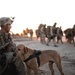 Marine Working Dogs With 1st Law Enforcement Battalion Participate in MWX