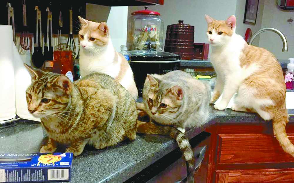 Felines find food, family, freedom in Rosepine