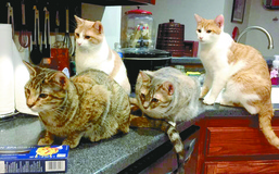 Felines find food, family, freedom in Rosepine