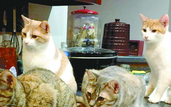 Felines find food, family, freedom in Rosepine