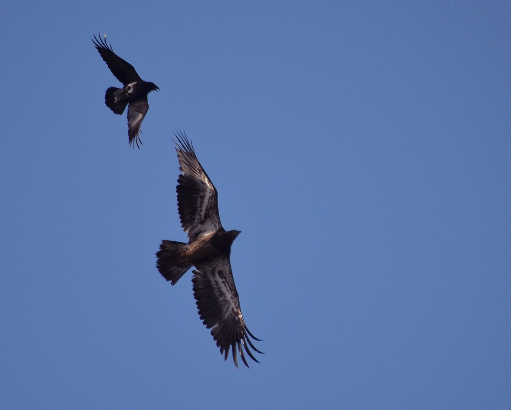 Annual Eagle Count at Englebright Lake