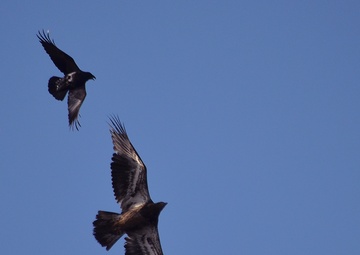 Annual Eagle Count at Englebright Lake