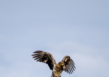 Annual Eagle Count at Englebright Lake