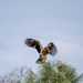 Annual Eagle Count at Englebright Lake