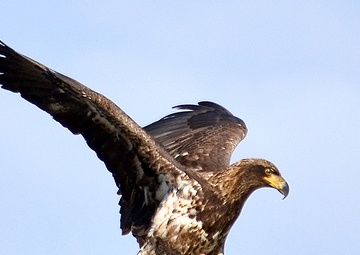 Annual Eagle Count at Englebright Lake