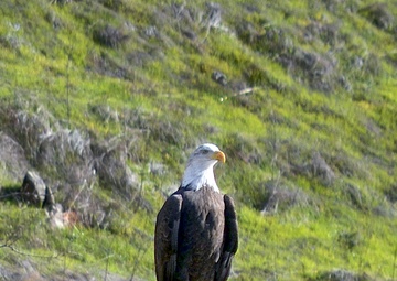 Annual Eagle Count at Englebright Lake