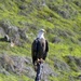 Annual Eagle Count at Englebright Lake