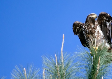 Annual Eagle Count at Englebright Lake