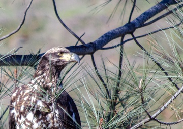 Annual Eagle Count at Englebright Lake