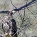 Annual Eagle Count at Englebright Lake