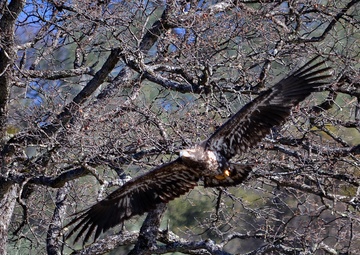 Annual Eagle Count at Englebright Lake