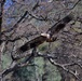 Annual Eagle Count at Englebright Lake