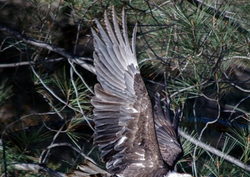 Annual Eagle Count at Englebright Lake