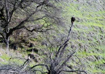 Annual Eagle Count at Englebright Lake