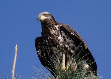 Annual Eagle Count at Englebright Lake