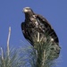 Annual Eagle Count at Englebright Lake
