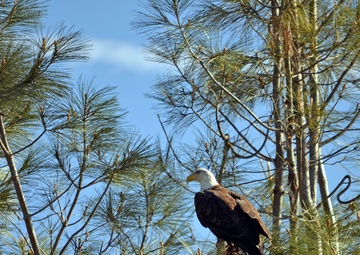 Annual Eagle Count at Englebright Lake