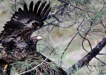 Annual Eagle Count at Englebright Lake