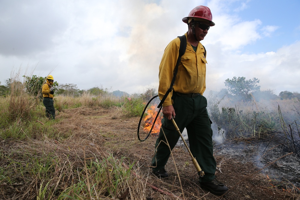 Fighting Invasive Species With Fire