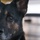Naval Station Guantanamo Bay Working Dog Unit