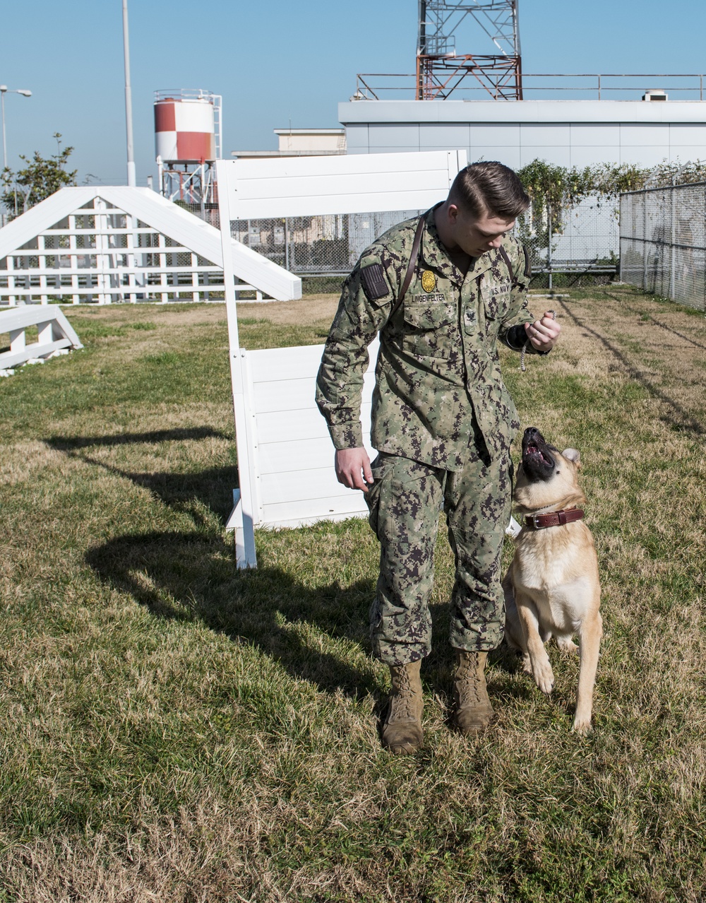 Military Working Dogs in Transit