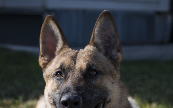 Military Working Dogs in Transit