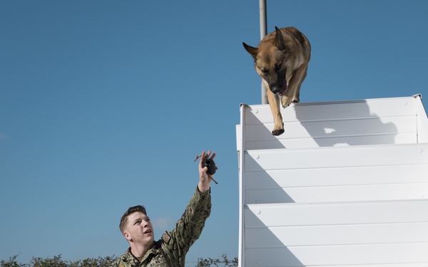Military Working Dogs in Transit